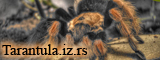 Tarantula - Kućni ljubimci za svakoga!